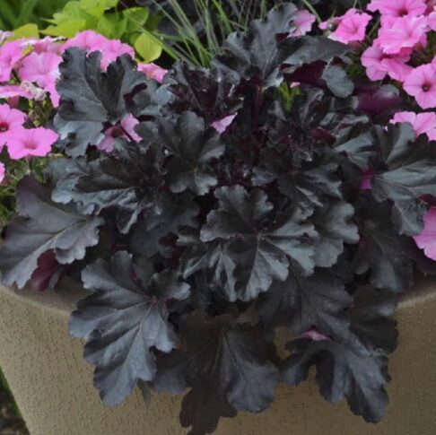 Jaunstāds - Heihera ''Black Pearl”